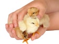 Three chicken in caring hands