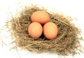 Three chicken eggs in a nest Royalty Free Stock Photo