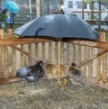 Three chicken under an umbrella in heavy rain Royalty Free Stock Photo