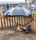 Three chicken under an umbrella in heavy rain Royalty Free Stock Photo