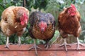 Three chickens Royalty Free Stock Photo