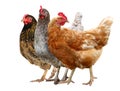 Three Chickens Brown hen isolated on white background. Royalty Free Stock Photo