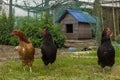 Three chickens in an enclosure in a farmyard