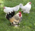 Three chickens on a farm, outdoor Royalty Free Stock Photo