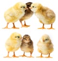 three chickens isolated on a white