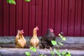 Three chickens sitting on a log. general plan. color nature Royalty Free Stock Photo