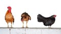 Three chickens on wall isolate on white background Royalty Free Stock Photo