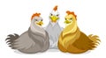 Three chickens