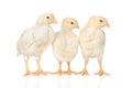 Three chickens on a white background Royalty Free Stock Photo