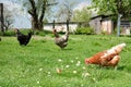 Three chickens in the yard. Royalty Free Stock Photo