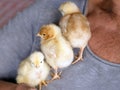 Three chicks Royalty Free Stock Photo