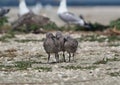 Three chicks of the Caspian gull stand together on the sand