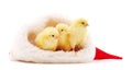 Three chicks in Christmas Royalty Free Stock Photo