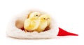 Three chicks in Christmas Royalty Free Stock Photo