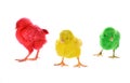 Three chicks in front of white background Royalty Free Stock Photo