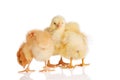 Three chicks in a group Royalty Free Stock Photo