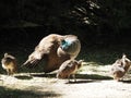 Three chicks learning good habits, mollerussa, lerida