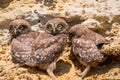 Three chicks of little owl near nest on ground Royalty Free Stock Photo