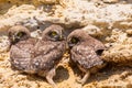 Three chicks of little owl near nest on ground Royalty Free Stock Photo