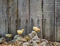 Three chicks in a row running over rocks in front of a wooden fence