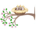 Three chicks are sitting in a cozy nest on a flowering branch - vector full color picture. Spring branch with flowers and leaves