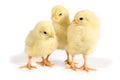 Three Chicks stand side by side. Easter picture for background Royalty Free Stock Photo