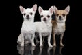 Three chihuahua dogs Royalty Free Stock Photo