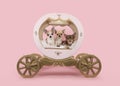 Three chihuahua dogs in a coach on a pink background Royalty Free Stock Photo