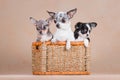 Three chihuahua dogs sit together in a wicker basket Royalty Free Stock Photo