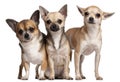 Three Chihuahuas, 6 months old, 3 years old