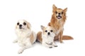 Three chihuahuas dogs in free positions