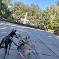Three chihuahuas at Forsyth Park in Savannah Georgia