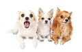 Three chihuahuas lying in line on white