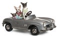 Three Chihuahuas sitting in convertible Royalty Free Stock Photo