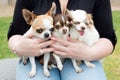 Three chihuahuas`s sitting on a lap with a woman arms around them Royalty Free Stock Photo