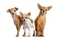 Three Chihuahuas standind