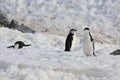 Three Chinstrap penguins in Antarctica