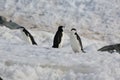 Three Chinstrap penguins in Antarctica