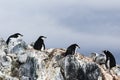 Three Chinstrap Penguins and a Gentoo Penguin Royalty Free Stock Photo