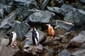 Three Chinstrap Penguins, one muddy and two clean, hopping down the penguin highway on a rockslide, Half Moon Island, Antarctica