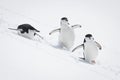 Three chinstrap penguins slide down snowy slope