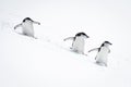 Three chinstrap penguins surf down snowy hill