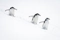 Three chinstrap penguins surf down snowy slope