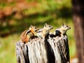 Three Chipmunks