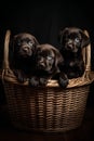 Three chocolate labrador puppies in a wicker basket on a black background