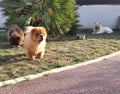 Three chow-chow dogs in the garden
