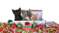 Three christmas kittens in a box isolated Royalty Free Stock Photo