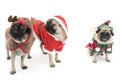 Three Christmas Pugs