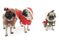 Three Christmas Pugs Royalty Free Stock Photo