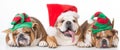 Three christmas puppies
